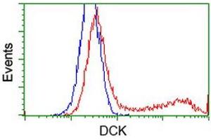 HEK293T cells transfected with either RC210767 overexpress plasmid (Red) or empty vector control plasmid (Blue) were immunostained by anti-DCK antibody (ABIN2454398), and then analyzed by flow cytometry. (DCK anticorps)