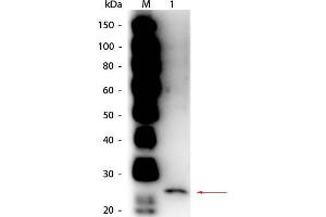 Western Blot of Goat anti-Papain Antibody Peroxidase Conjugated. (Papain anticorps (HRP))