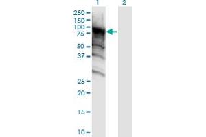 Western Blot analysis of DDX4 expression in transfected 293T cell line by DDX4 monoclonal antibody (M06), clone 3D5. (DDX4 anticorps  (AA 625-724))