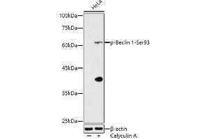Western blot analysis of extracts of HeLa cells, using Phospho-Beclin 1-Ser93 antibody (ABIN7265873) at 1:500 dilution.