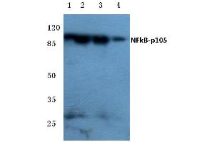 Western blot (WB) analysis of NFκB-p105 antibody at 1/500 dilution (NFKB1 anticorps)