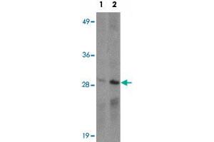 Western blot analysis of CD244 in Daudi cell lysate with CD244 polyclonal antibody  at (1) 1 and (2) 2 ug/mL. (2B4 anticorps  (C-Term))