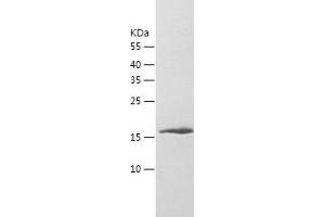 Western Blotting (WB) image for Myosin, Light Chain 12B, Regulatory (MYL12B) (AA 1-172) protein (His tag) (ABIN7124073) (MYL12B Protein (AA 1-172) (His tag))