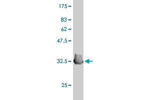 Western Blot detection against Immunogen (34.