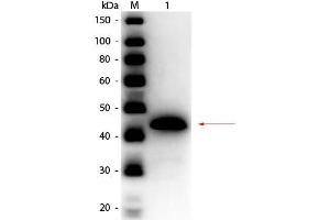 Western Blot of Rabbit anti-Alcohol Dehydrogenase (Yeast) Antibody Peroxidase Conjugated.