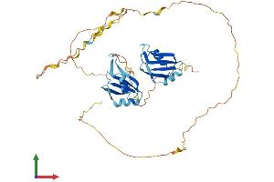 AlphaFold protein structure predicition of Mouse Recombinant Dazap1 Protein, UniprotID Q9JII5
