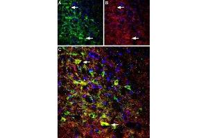 Expression of NTSR1 in rat brain - Immunohistochemical staining of perfusion-fixed frozen rat brain sections using Anti-Neurotensin Receptor 1 (extracellular) Antibody (ABIN7043383, ABIN7044767 and ABIN7044768), (1:100).