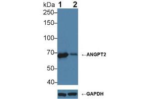 Knockout Varification: ;Lane 1: Wild-type K562 cell lysate; ;Lane 2: ANGPT2 knockout K562 cell lysate; ;Predicted MW: 51,57kDa ;Observed MW: 68kDa;Primary Ab: 1µg/ml Rabbit Anti-Human ANGPT2 Ab;Second Ab: 0.