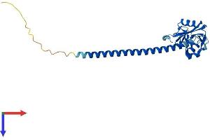 AlphaFold protein structure predicition of Human Recombinant CLEC1B Protein, UniprotID Q9P126