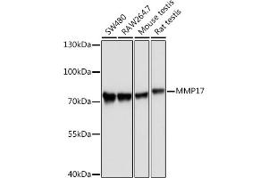 Western blot analysis of extracts of various cell lines, using MMP17 Rabbit pAb (ABIN3017219, ABIN3017220, ABIN3017221 and ABIN1680859) at 1:1000 dilution.