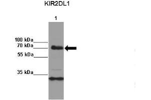 Amount and Sample Type: Lane 1:2x107 KIR3DL1 transfected NKL cells IP Antibody: KIR2DL1 Amount of IP Antibody: Primary Antibody: KIR2DL1 Primary Antibody Dilution: 1: x50Secondary Antibody: Anti-rabbit-HRP Secondary Antibody Dilution: 1:x0,000  Gene Name: KIR2DL1 Submitted by: Kerry S. (KIR2DL1 anticorps  (C-Term))