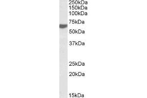 ABIN2564879 (0. (RAP1 anticorps  (C-Term))