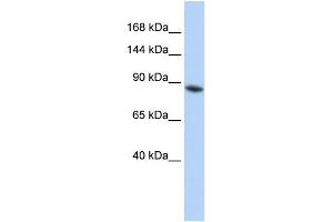 WB Suggested Anti-JMJD2B Antibody Titration: 0. (KDM4B anticorps  (Middle Region))