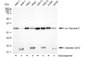 Western blotting analysis using Caspase 3 p12 antibody (ABIN7797896). (Recombinant Caspase 3 p12 anticorps)