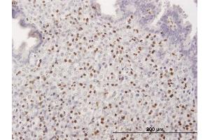 Immunoperoxidase of purified MaxPab antibody to RUNX3 on formalin-fixed paraffin-embedded human endometrium. (RUNX3 anticorps  (AA 1-429))