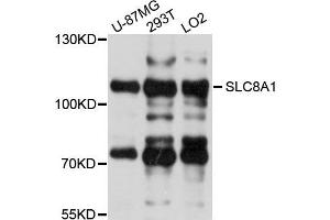Western blot analysis of extracts of various cells, using SLC8A1 antibody. (SLC8A1 anticorps)