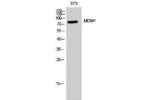 Western Blotting (WB) image for anti-Mdm1 Nuclear Protein (MDM1) (C-Term) antibody (ABIN3185500) (MDM1 anticorps  (C-Term))