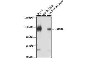 Immunoprecipitation analysis of 200 μg extracts of HeLa cells using 3 μg HADHA antibody (ABIN6131742, ABIN6141586, ABIN6141588 and ABIN7101770).