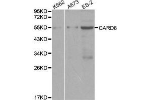 Western blot analysis of extracts of various cell lines, using CARD8 antibody. (CARD8 anticorps  (AA 1-200))