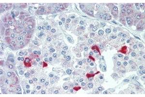 Detection of TSHb in Human Pancreas Tissue using Polyclonal Antibody to Thyroid Stimulating Hormone Beta (TSHb) (TSHB anticorps  (AA 21-138))