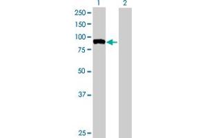 Western Blot analysis of FBXO40 expression in transfected 293T cell line by FBXO40 MaxPab polyclonal antibody.