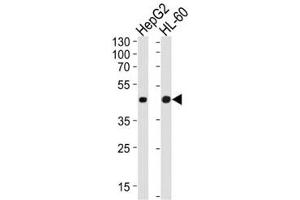 Western blot analysis of lysate from HepG2, HL-60 cell line (left to right) using beta-Actin antibody at 1:1000 for each lane.