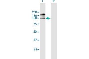 Western Blot analysis of MCM7 expression in transfected 293T cell line by MCM7 MaxPab polyclonal antibody.