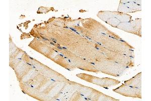 ABIN6258103 and ABIN6275535 at 1/100 staining Mouse muscle tissue by IHC-P. (PLK3 anticorps  (Internal Region))