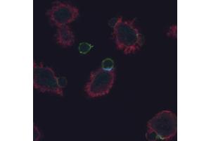 Detection of phosphorylated CD3 zeta (; light blue) in immunological synapse formed between the lymph node naïve T cells from AND TCR transgenic mice and DCEK cells loaded with MCC peptide, after 20 min.