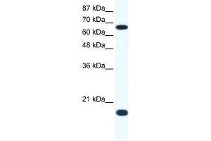 Western Blot showing CUL1 antibody used at a concentration of 1-2 ug/ml to detect its target protein. (Cullin 1 anticorps  (C-Term))