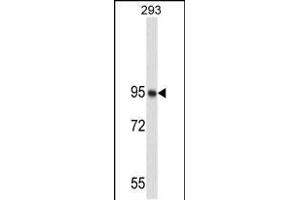 Western blot analysis of NUCL Antibody (ABIN658982 and ABIN2838031) in 293 cell line lysates (35 μg/lane). (Nucleolin anticorps)