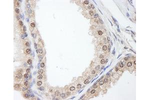 Immunohistochemistry (IHC) image for anti-FK506 Binding Protein 4, 59kDa (FKBP4) (AA 1-50) antibody (ABIN7454535) (FKBP4 anticorps  (AA 1-50))