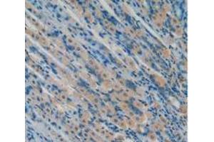 IHC-P analysis of Mouse Stomach Tissue, with DAB staining. (Osteocalcin anticorps  (AA 14-95))