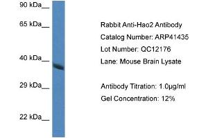 Western Blotting (WB) image for anti-Hydroxyacid Oxidase 2 (HAO2) (Middle Region) antibody (ABIN2776811) (Hydroxyacid Oxidase 2 (HAO2) (Middle Region) anticorps)