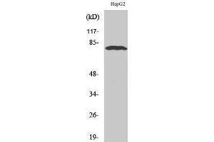 Western Blotting (WB) image for anti-Adenosine Deaminase, RNA-Specific, B1 (ADARB1) (Internal Region) antibody (ABIN3173684) (RED1 anticorps  (Internal Region))