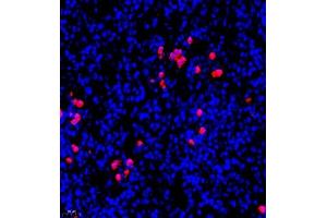 Immunofluorescent analysis of paraffin embedded rat spleen using S100A9 (ABIN7075497) at dilution of 1: 900