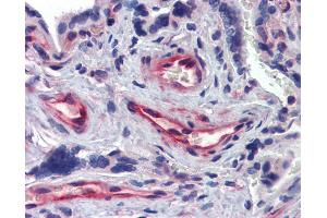 Anti-AKIRIN1 antibody IHC of human placenta. (Akirin 1 anticorps  (N-Term))