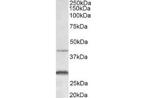 ABIN5539817 (0. (CXCR2 anticorps  (N-Term))
