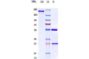 Anti- Human/Mouse/Monkey CTGF( Pamrevlumab) In Vivo Mab on SDS-PAGE under reducing (R) condition. (Recombinant CCN2 (Pamrevlumab Biosimilar) anticorps)