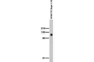 Adult rat brain membrane immunoblot. (DLG3 anticorps  (AA 1-120))