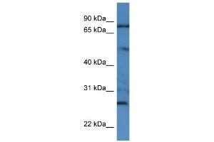WB Suggested Anti-GOLGA1 Antibody Titration: 0. (GOLGA1 anticorps  (N-Term))