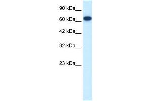 WB Suggested Anti-FLJ37300 Antibody Titration:  0. (KIF19 anticorps  (N-Term))