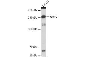 Western blot analysis of extracts of C2C12 cells, using WAPL Rabbit mAb (ABIN7271380) at 1:1000 dilution. (WAPAL anticorps)