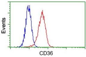 Flow Cytometry (FACS) image for anti-CD36 (CD36) antibody (ABIN1497274) (CD36 anticorps)