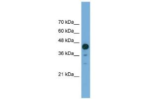 WB Suggested Anti-C2orf62 Antibody Titration: 0. (C2orf62 anticorps  (C-Term))