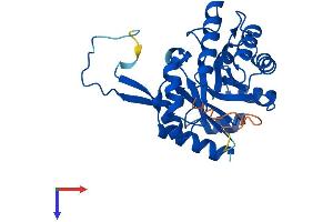 AlphaFold protein structure predicition of Mouse Recombinant Cutc Protein, UniprotID Q9D8X1