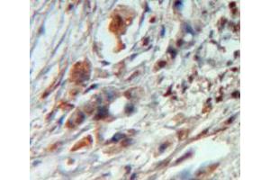Used in DAB staining on fromalin fixed paraffin-embedded pancreas tissue