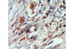 Used in DAB staining on fromalin fixed paraffin-embedded pancreas tissue (SDC4 anticorps  (AA 23-149))