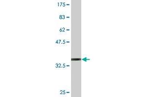 Western Blot detection against Immunogen (34.