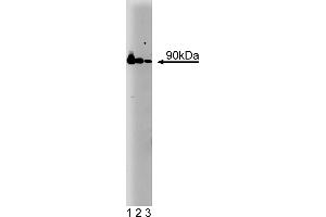 Western Blotting (WB) image for anti-Heat Shock Protein 90 (HSP90) (AA 586-732) antibody (ABIN967958) (HSP90 anticorps  (AA 586-732))